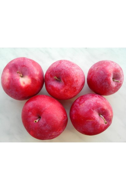 Яблуня домашня Вільямс Прайд літня